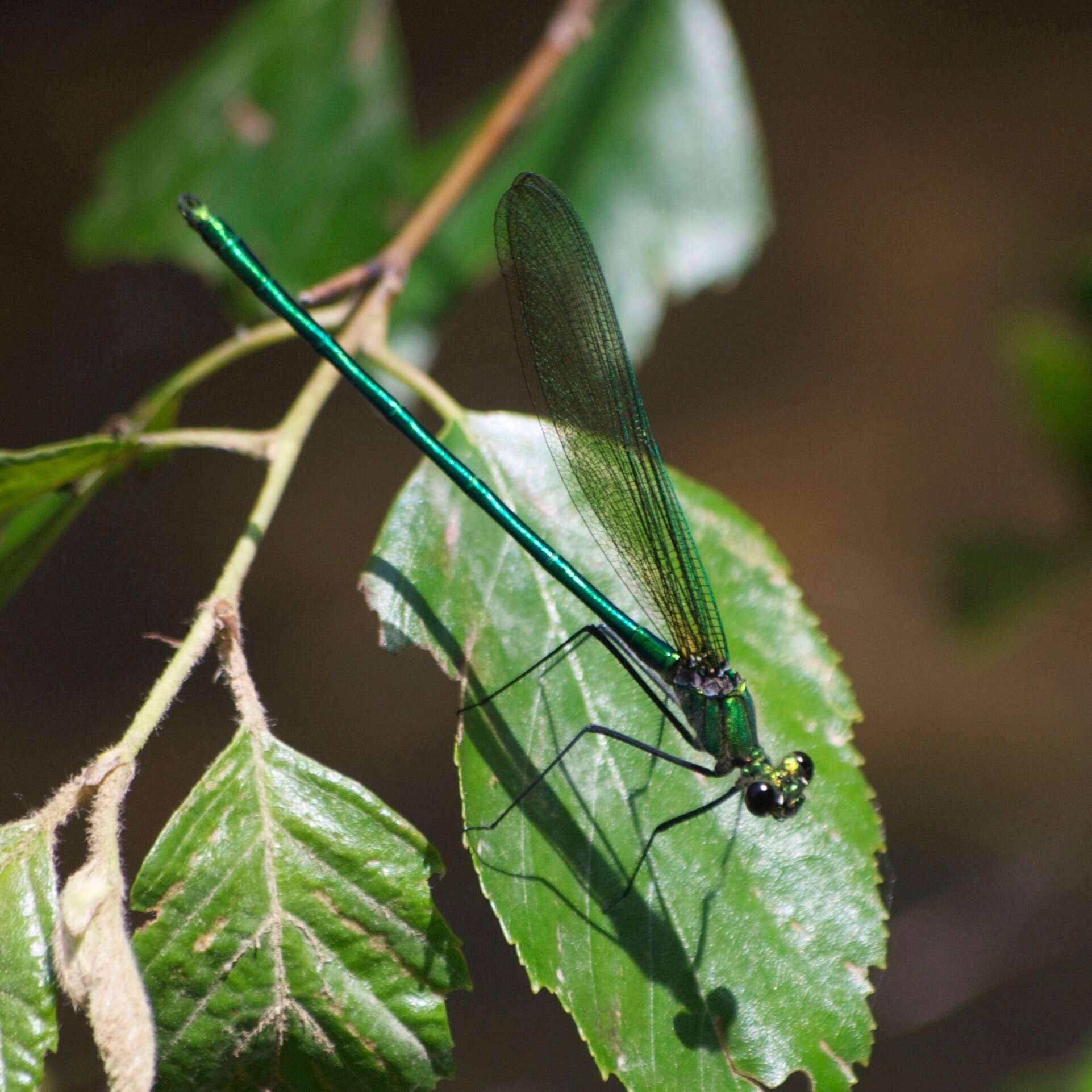 Image of Appalachian Jewelwing