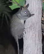 Image of Black-footed Mesembriomys