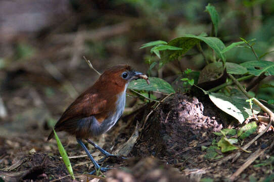 Image of White-bellied Antpitta