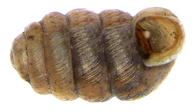 Image of Moss chrysalis snail