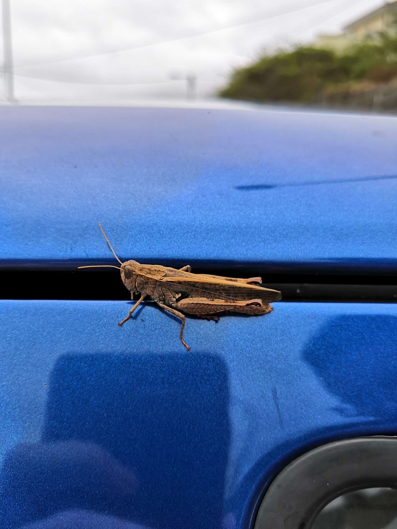 Image of Canarian Pincer Grasshopper