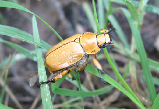 Image of Cotalpa (Ciocotalpa) consobrina Horn 1871