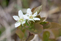 Image of oblongfruit serviceberry