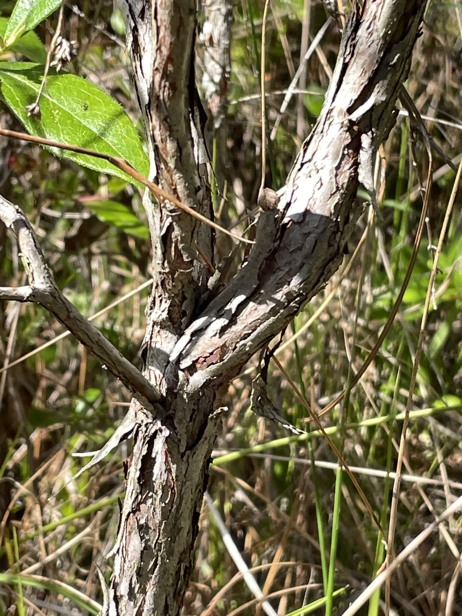 Image of Apalachicola St. John's-Wort