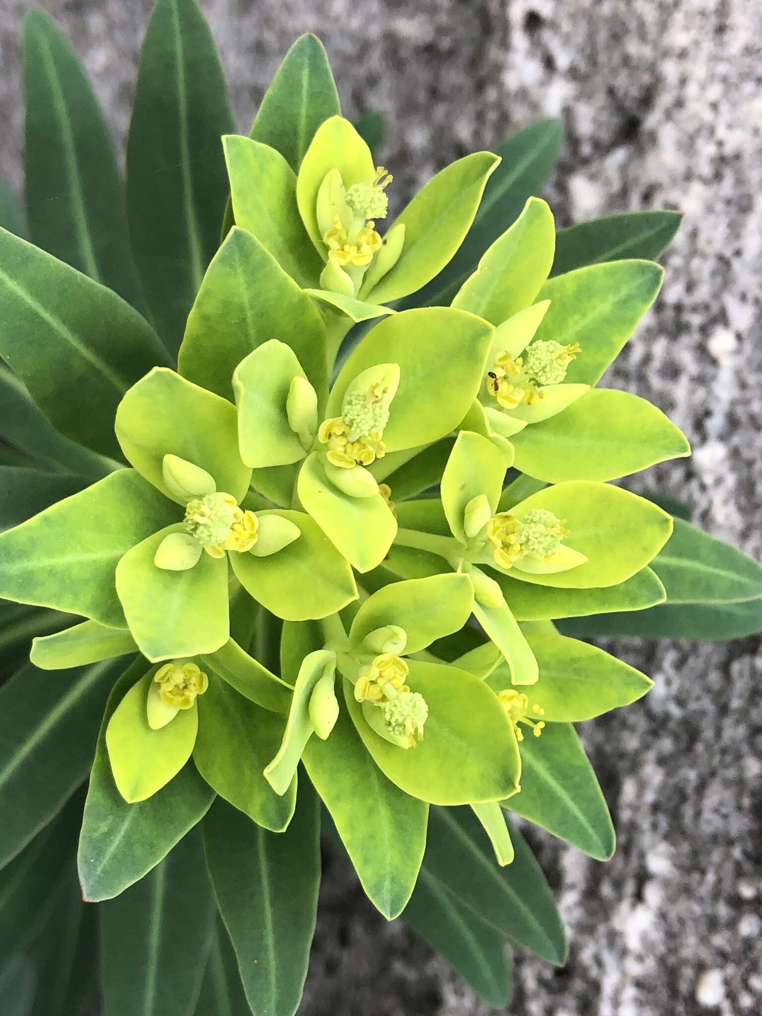 Слика од Euphorbia jolkinii Boiss.