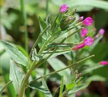 Image of fringed willowherb