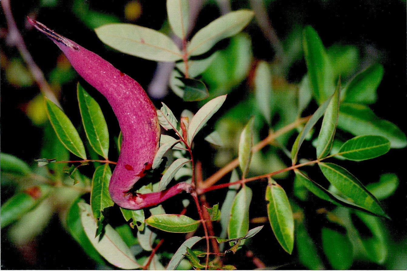Pistacia terebinthus (rights holder: Jos Mara Escolano)