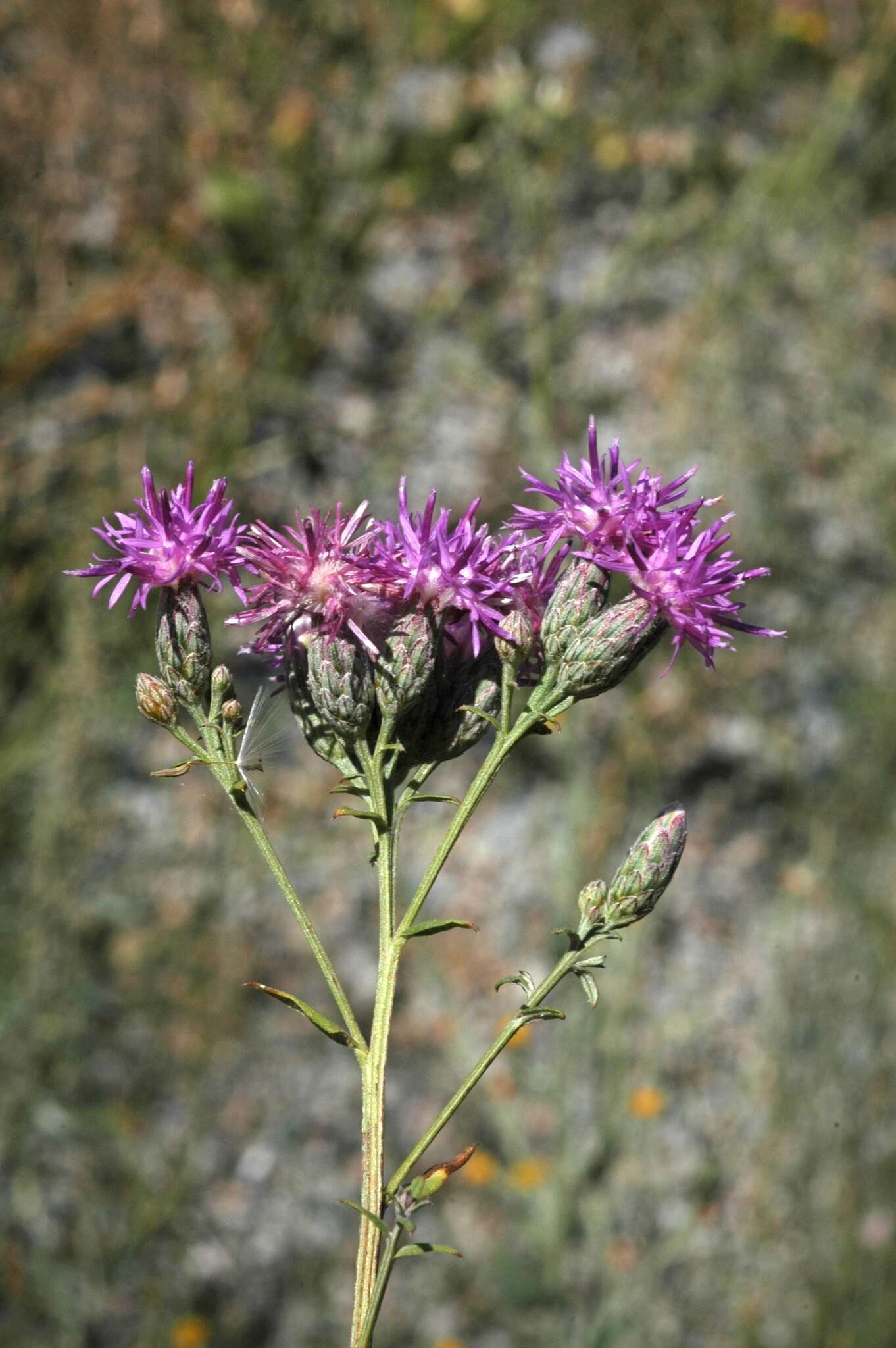 Image of Saussurea elegans Ledeb.