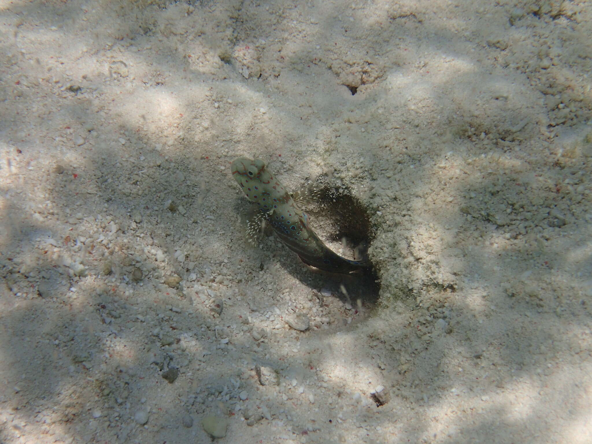 Image of Harlequin prawn-goby