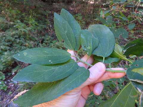 Image of Ceanothus integerrimus Hook. & Arn.