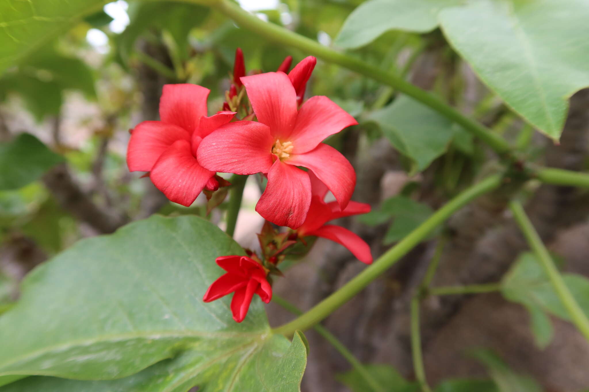 Image of Jatropha macrantha Müll. Arg.