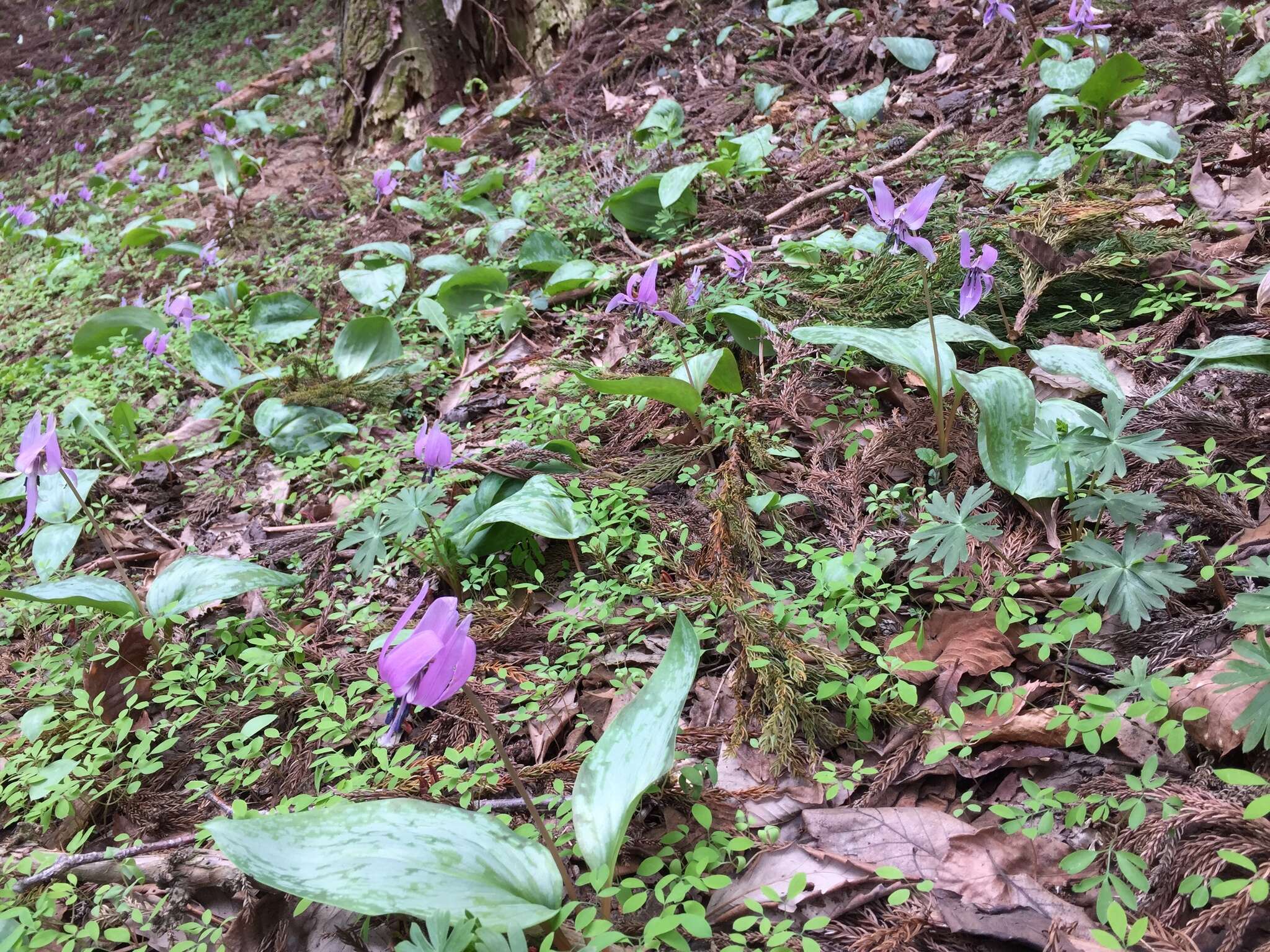 Image of Erythronium japonicum Decne.