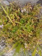 Image of musky stork's bill