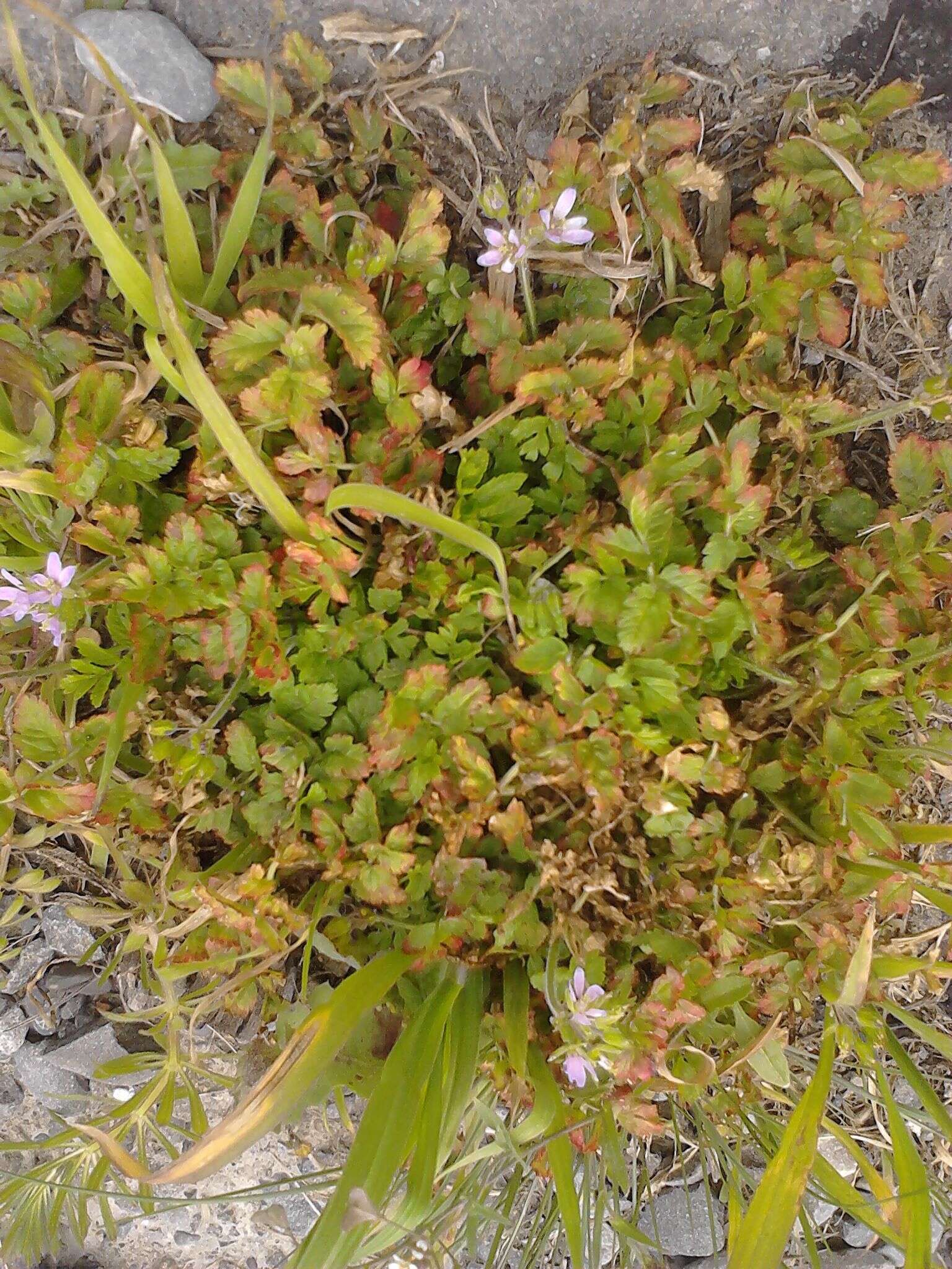 Image of musky stork's bill