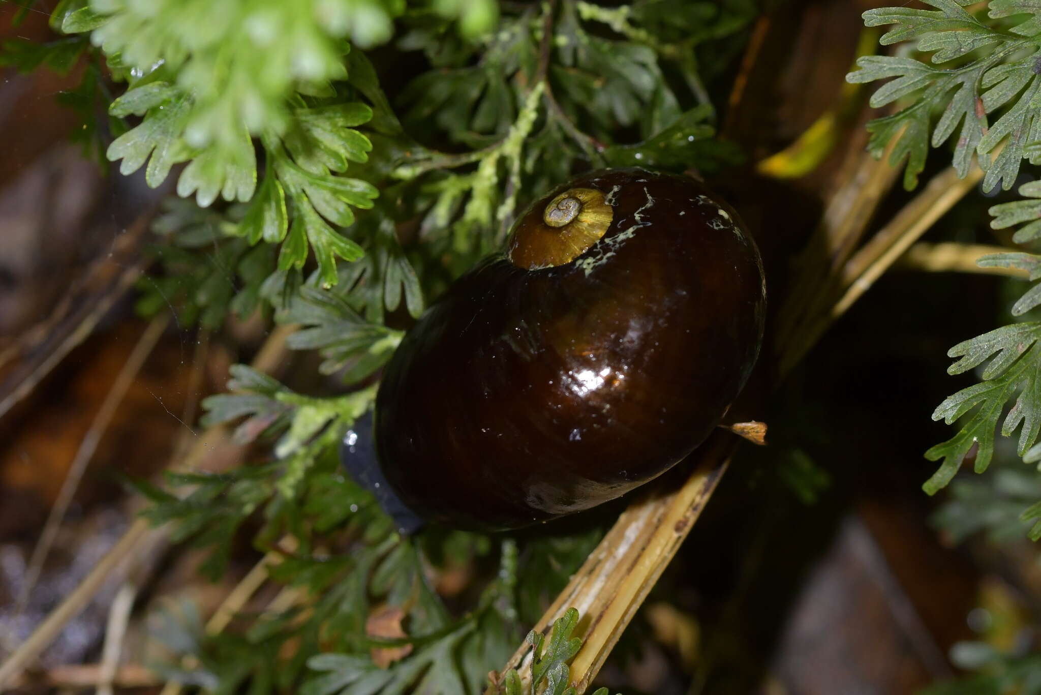 Image of New Zealand microsnails