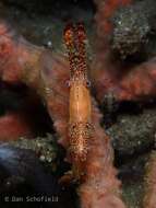 Image of Plume shrimp