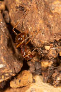 Слика од Aphaenogaster longiceps (Smith 1858)