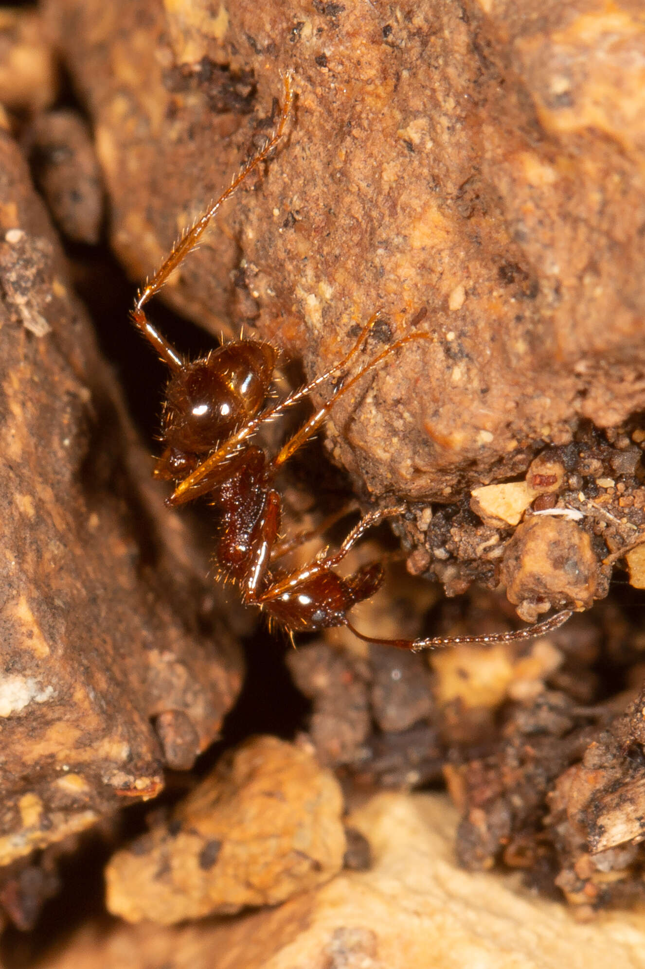 Слика од Aphaenogaster longiceps (Smith 1858)