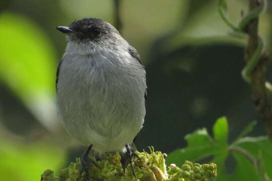 Serpophaga cinerea (Tschudi 1844)的圖片