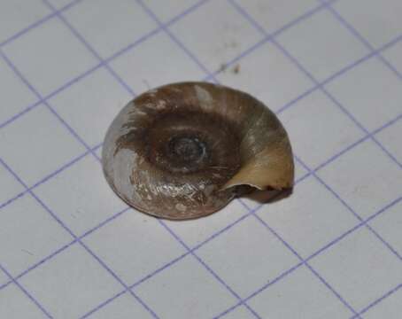 Image of Ram's Horn Snail