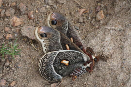 Image of Columbia Silkmoth