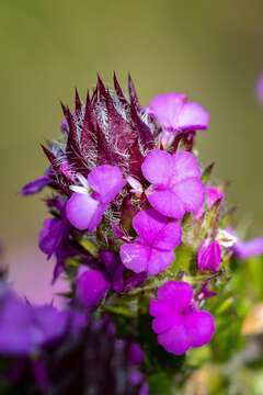 Image of Muraltia vulpina Chod.