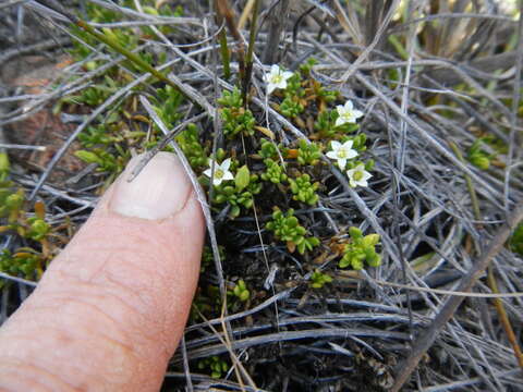 Acrosanthes humifusa (Thunb.) Sond. resmi