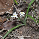 Image of Hypoxis nivea Y. Singh