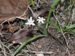 Image of Hypoxis nivea Y. Singh