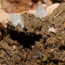 Image of <i>Celastrina humulus</i>