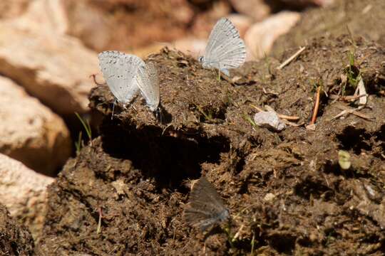 Image of <i>Celastrina humulus</i>