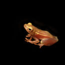 Image of long reed frog