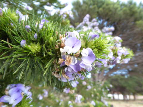 Plancia ëd Psoralea pinnata L.