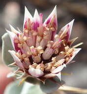 Image of Macledium spinosum (L.) S. Ortiz