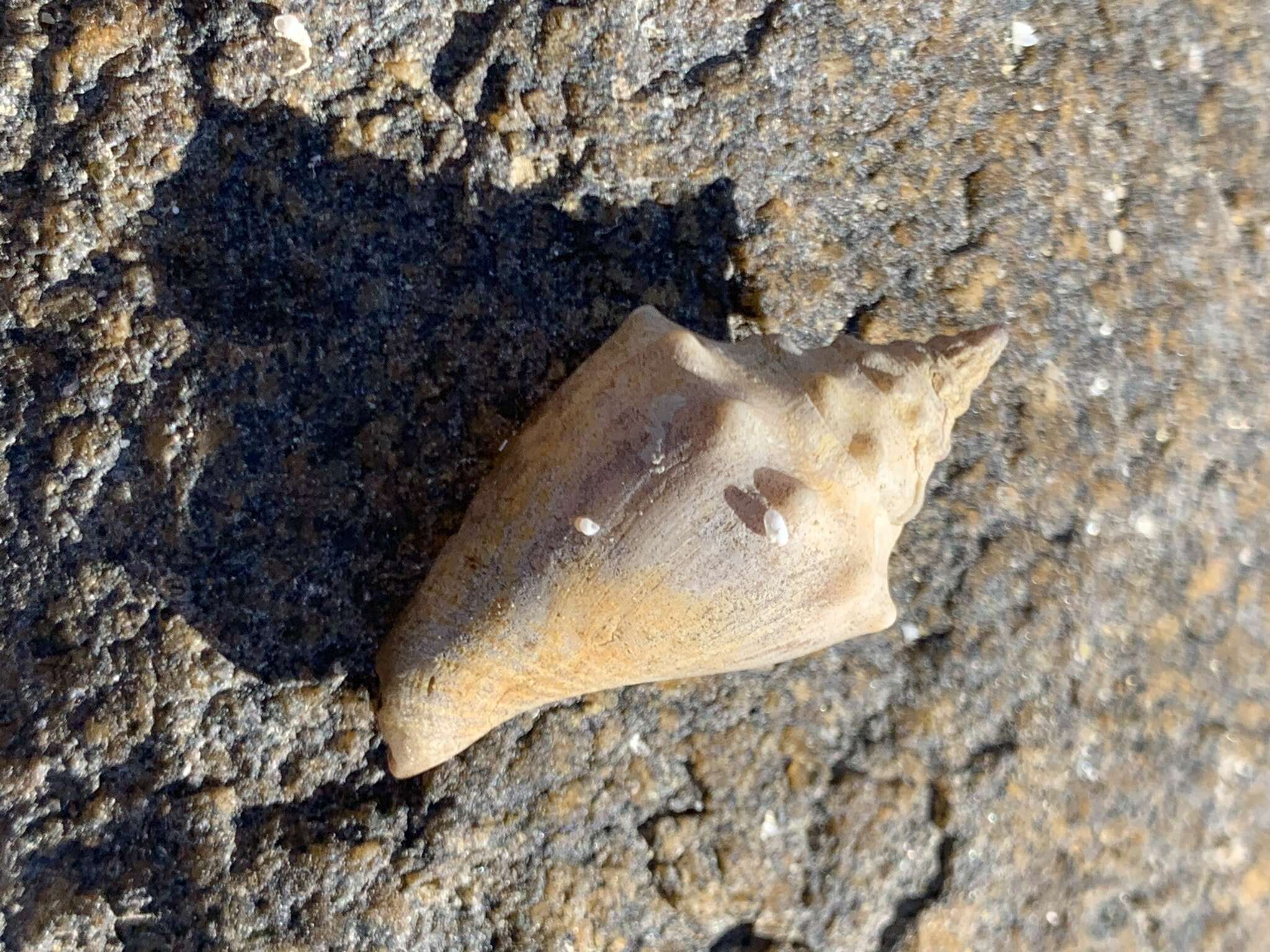 Image of Eastern Pacific fighting conch