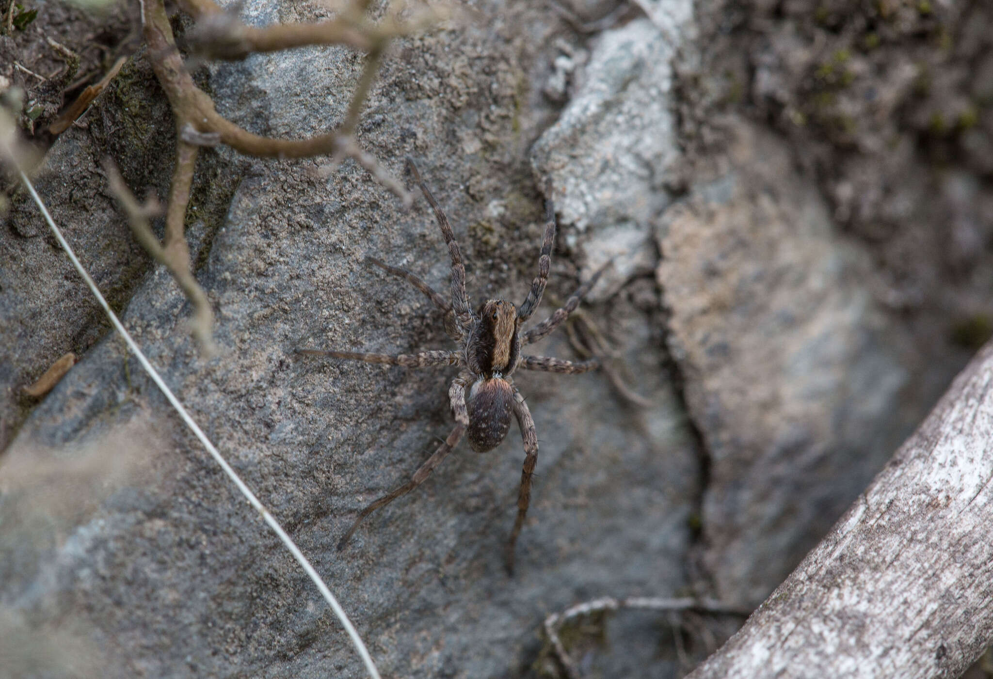 Image of Burnt wolf spider