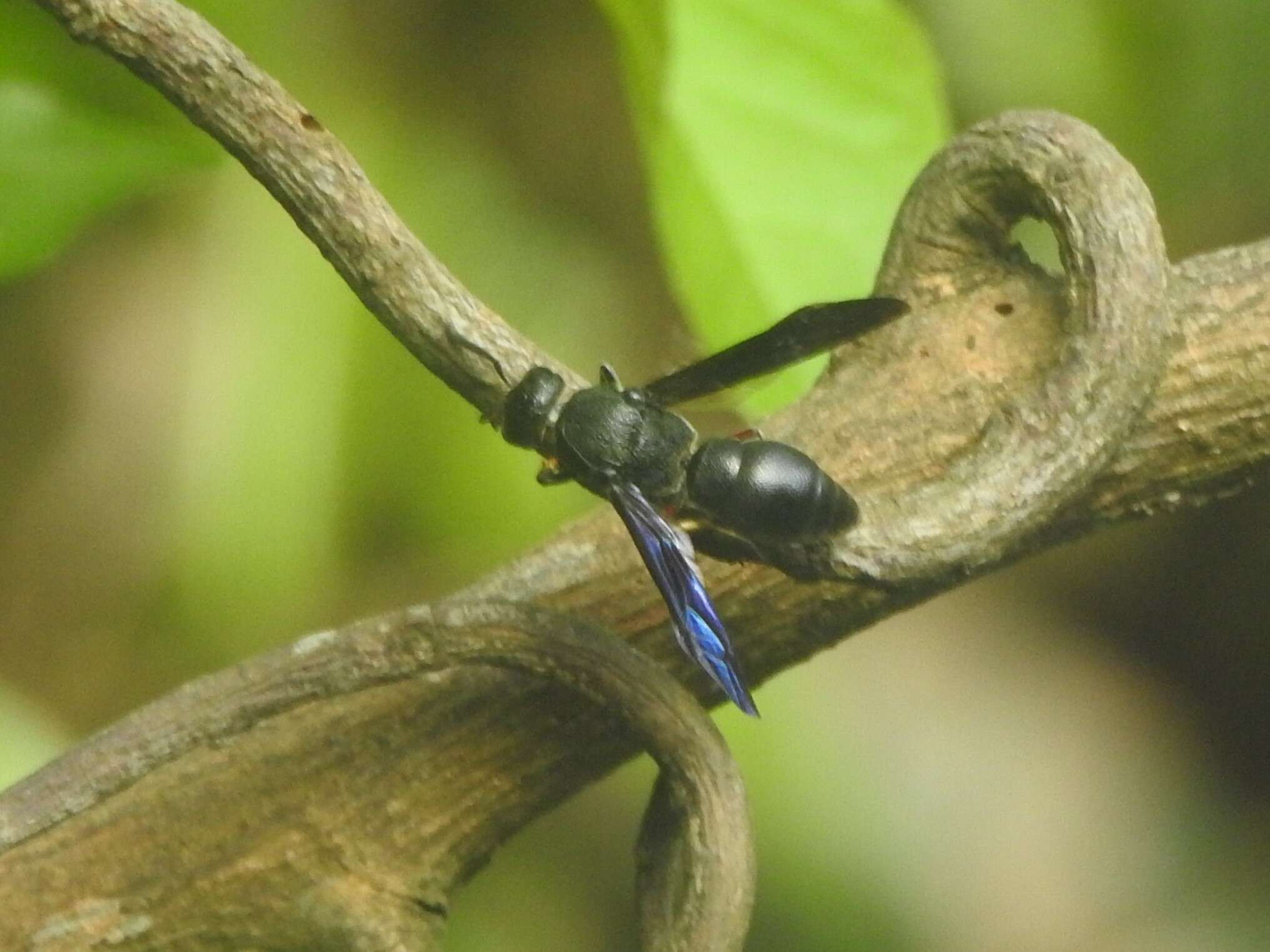 Image of Orancistrocerus aterrimus erythropus (Bingham 1897)