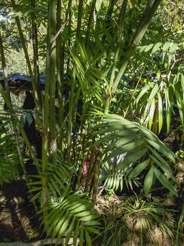 Image of parlor palm