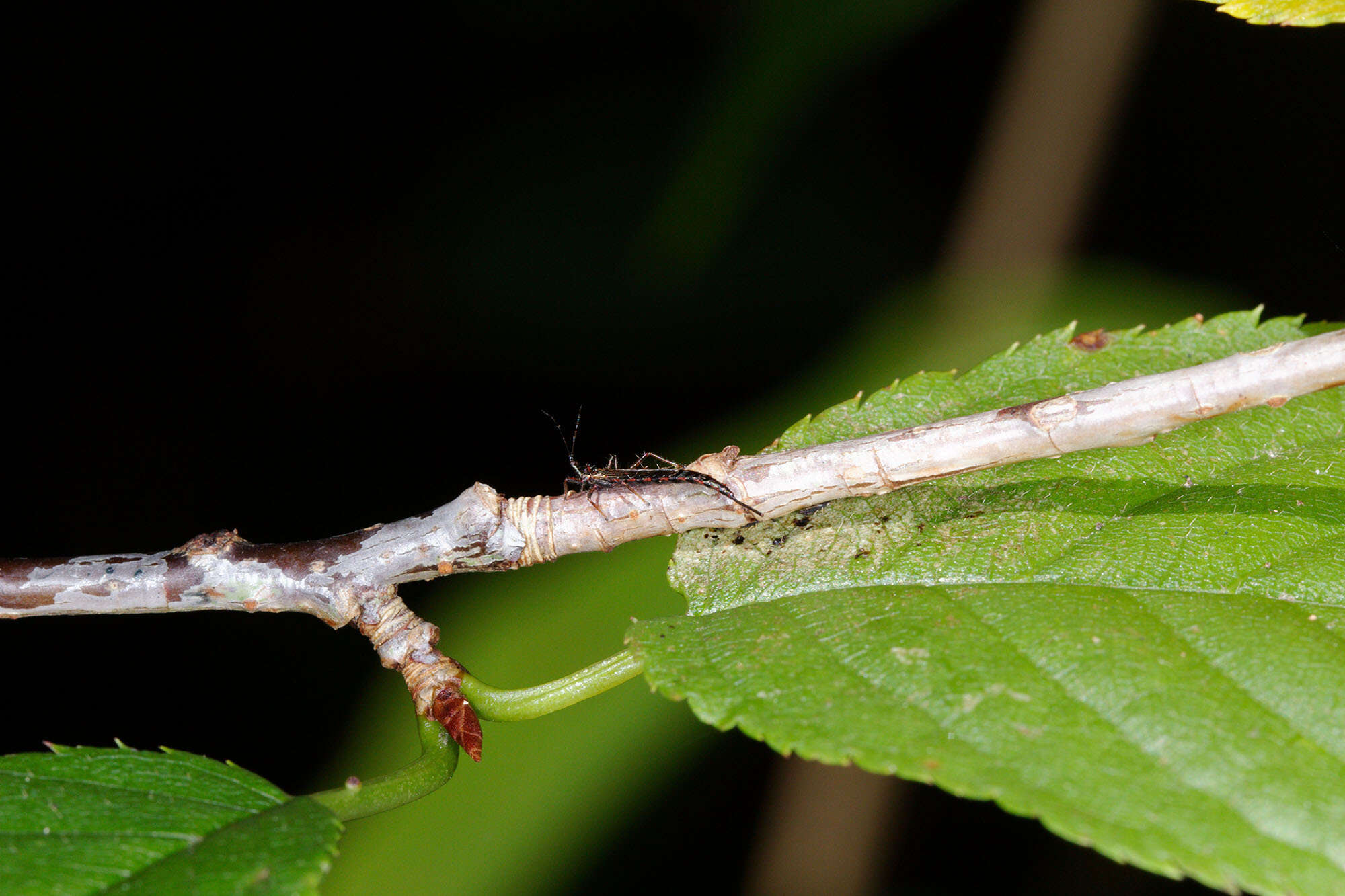 Image of Idolothrips