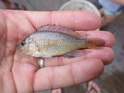 Image of Southern mouthbrooder