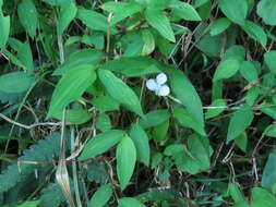 Image de Murdannia loriformis (Hassk.) R. S. Rao & Kammathy