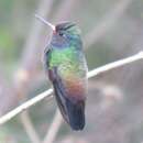 Image of White-chinned Sapphire