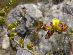 Image of Limestone Pennypea