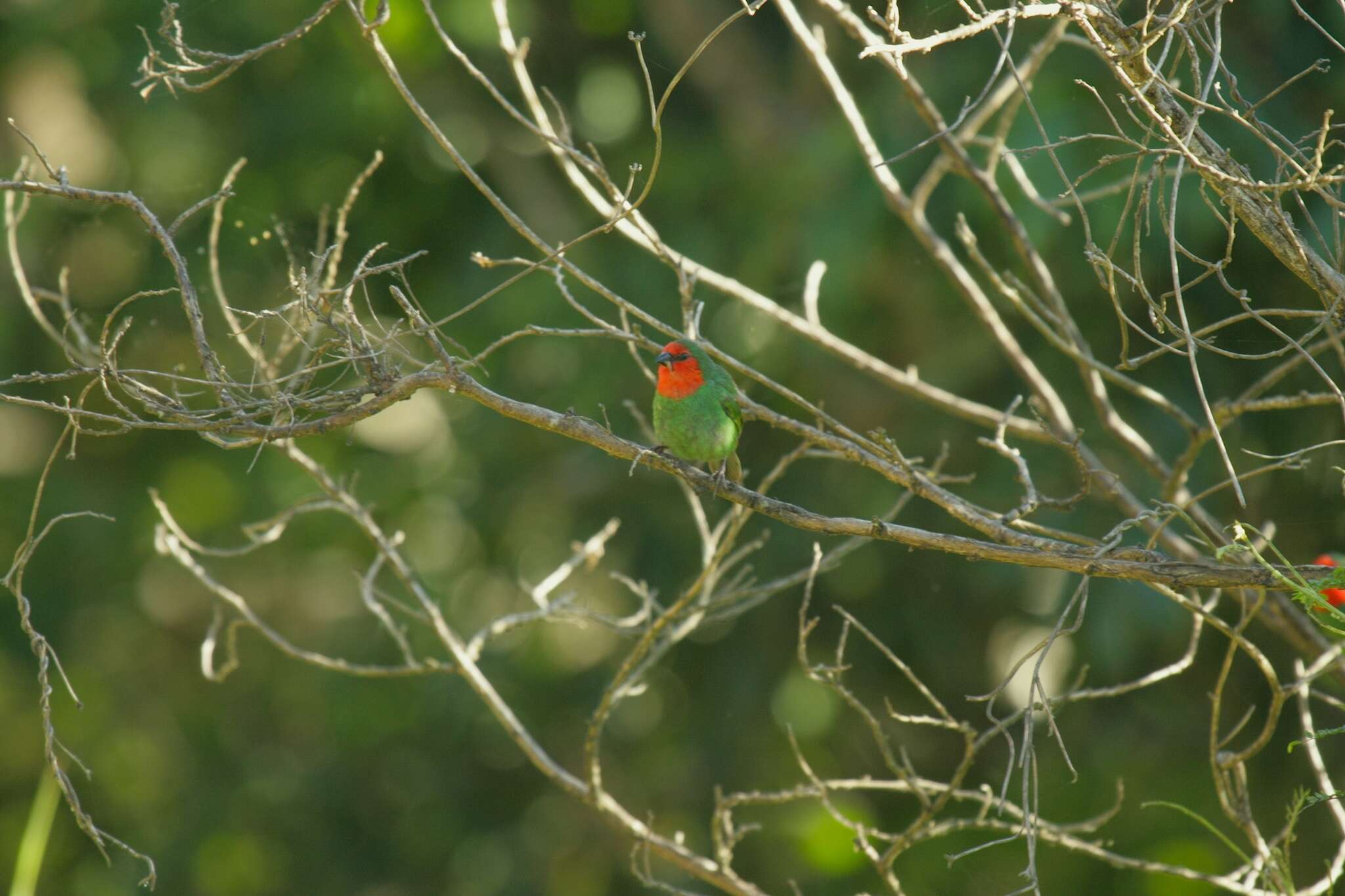 Image of Red-throated Parrot-Finch