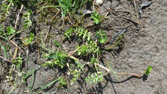 Image of Creeping marshwort