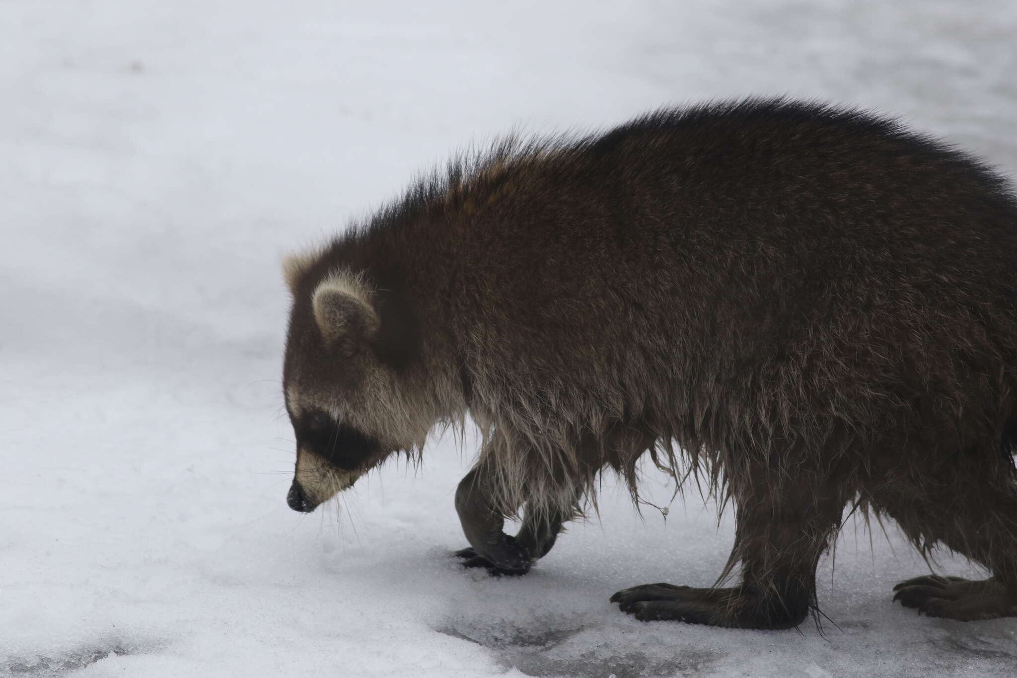 Image of Canine morbillivirus