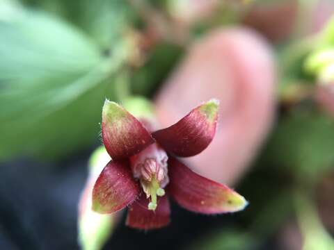 Image of Ribes roezlii var. roezlii