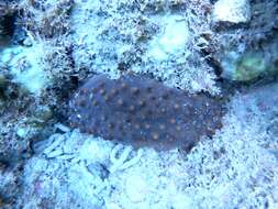 Image of Brown Sea Cucumber