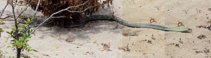 Image of Montpellier Snake