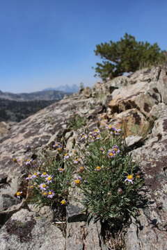 Image de Erigeron algidus Jepson